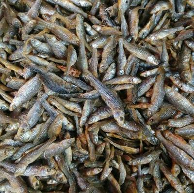 強(qiáng)力推薦 美味油炸小青魚(yú)，海味干貨批發(fā)，量多優(yōu)惠